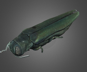 Modern Reptile-ID:251216899
