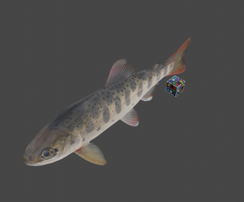 Modern Aquatic Animals-ID:788014897