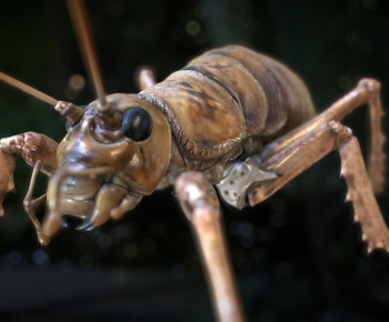 Modern Animal-ID:842695001