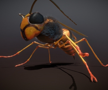 Modern Animal-ID:425563106