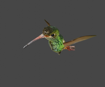 Modern Animal-ID:699470045