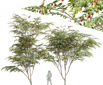 Modern Tree-ID:145297058