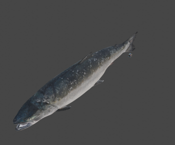 Modern Aquatic Animals-ID:605110884