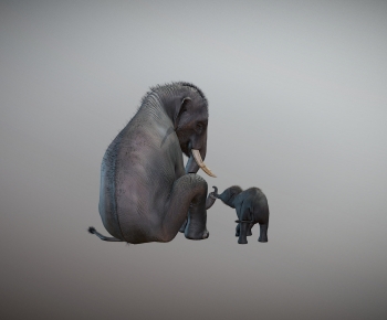 Modern Animal-ID:833049066