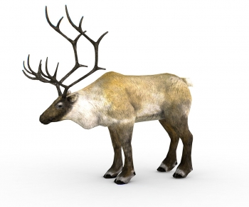 Modern Animal-ID:855849987