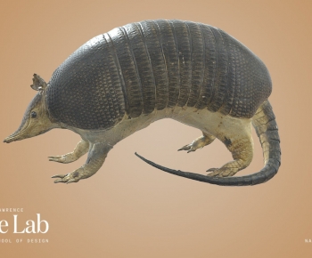 Modern Mammal-ID:957523119