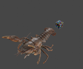Modern Animal-ID:401335003