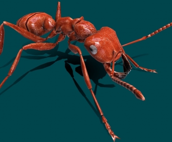 Modern Animal-ID:181890963