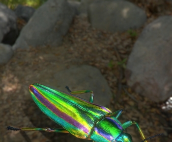 Modern Animal-ID:958333974