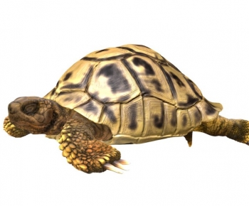 Modern Reptile-ID:854557991