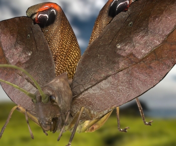 Modern Animal-ID:871651213