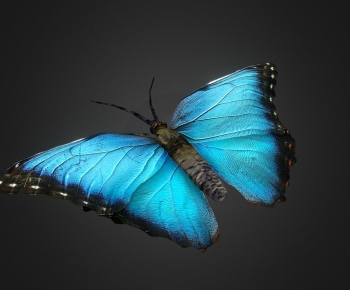 Modern Animal-ID:559511252