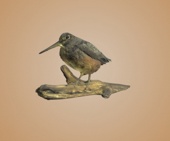Modern Flying Animals-ID:102570162