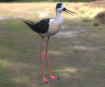 Modern Flying Animals-ID:634435899