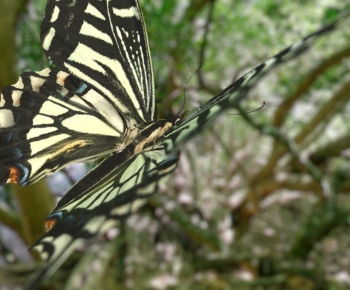 Modern Flying Animals-ID:195419072