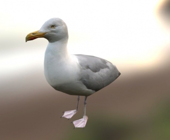 Modern Flying Animals-ID:131242994