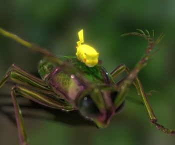 Modern Animal-ID:445594071