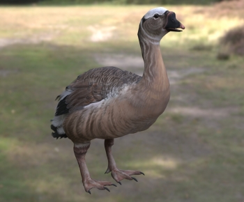 Modern Flying Animals-ID:820220954