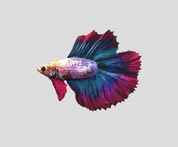Modern Animal-ID:588367948