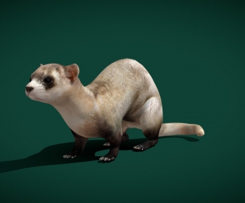 Modern Mammal-ID:801009892