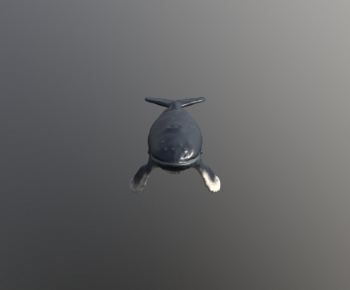 Modern Aquatic Animals-ID:618331917
