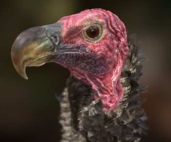 Modern Animal-ID:351382027