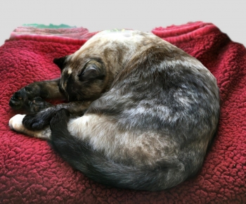 Modern Animal Cat-ID:653093109