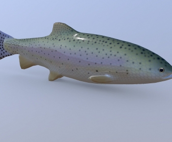 Modern Aquatic Animals-ID:627779015