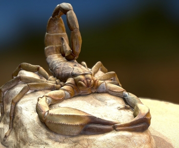 Modern Animal-ID:277993928