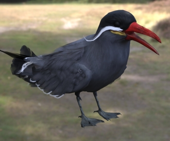 Modern Flying Animals-ID:506767994