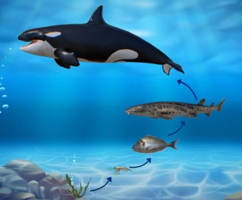 Modern Animal-ID:162981036