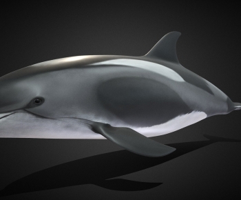 Modern Aquatic Animals-ID:521995079