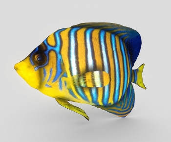 Modern Aquatic Animals-ID:643515117