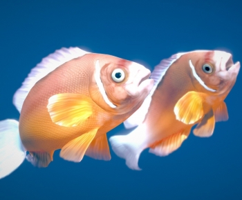 Modern Aquatic Animals-ID:110411888