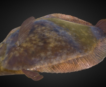 Modern Aquatic Animals-ID:167109011