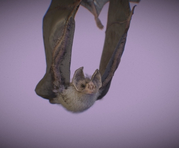 Modern Flying Animals-ID:529038912