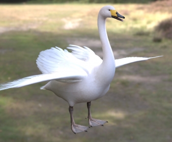 Modern Flying Animals-ID:350951917