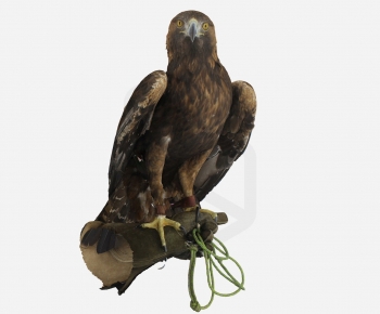 Modern Animal-ID:823304895