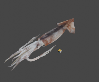 Modern Aquatic Animals-ID:919528969