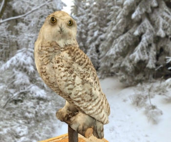Modern Flying Animals-ID:406152013