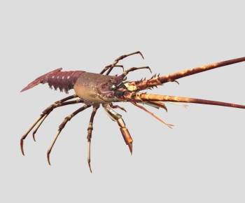 Modern Aquatic Product-ID:796427972