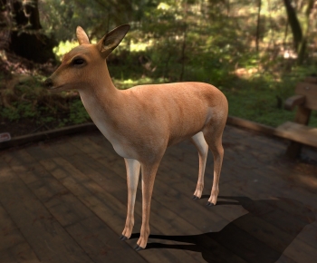 Modern Mammal-ID:512182005
