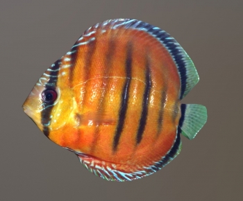 Modern Aquatic Animals-ID:683443077