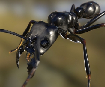 Modern Animal-ID:741214041