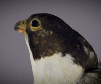 Modern Animal-ID:329972984