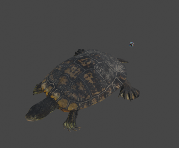 Modern Reptile-ID:857511047