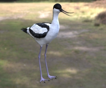 Modern Flying Animals-ID:101249288