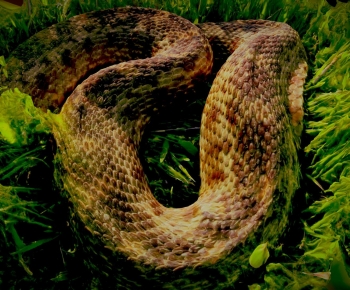 Modern Reptile-ID:388127094