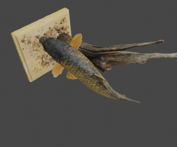 Modern Aquatic Animals-ID:418569095