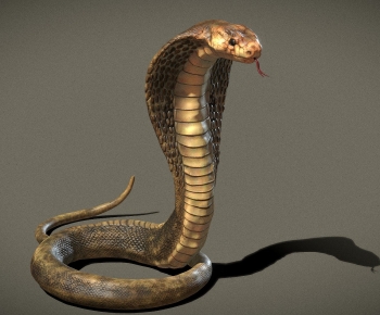 Modern Reptile-ID:476783047